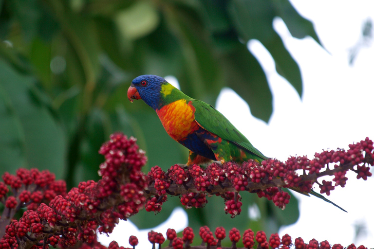 2-Day Paronella Park & Tablelands Tour+Cape Tribulation Tour