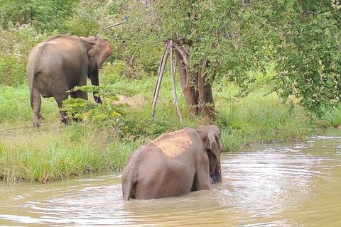 04 dni - lotnisko CMB, Kandy, wycieczka pociągiem, wizyta w Ella, safari