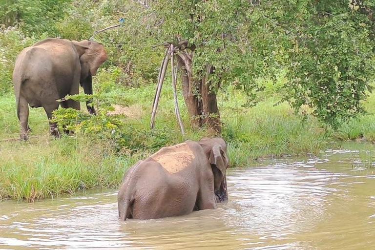 04 dni - lotnisko CMB, Kandy, wycieczka pociągiem, wizyta w Ella, safari