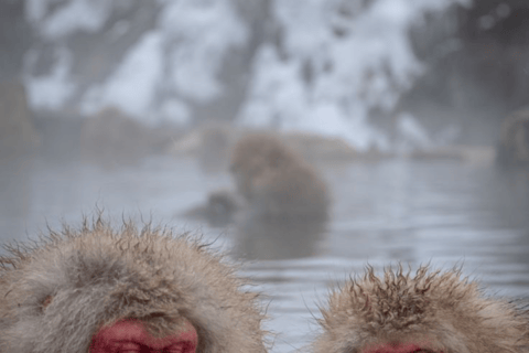 From Tokyo: Nagano Private Day Trip with Zenko-ji Temple
