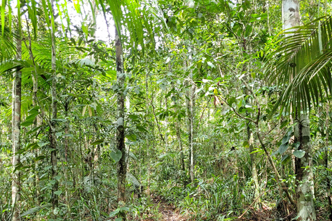 JUATINGA: 4-tägige Tour ATLANTISCHER WALD und STRÄNDE - PARATY - RIO DE JANEIRO