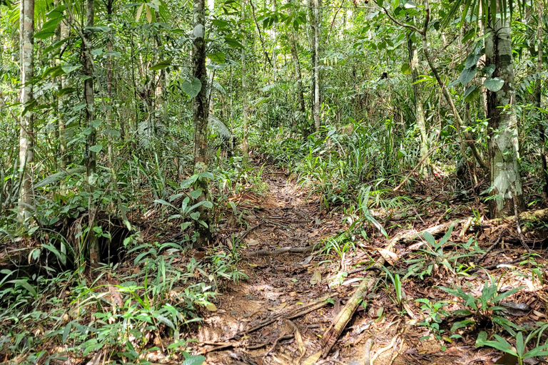 JUATINGA: 4-tägige Tour ATLANTISCHER WALD und STRÄNDE - PARATY - RIO DE JANEIRO