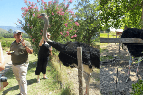 Ciudad del Cabo: Excursión de un día a los viñedos de Stellenbosch, Franschhoek y Paarl