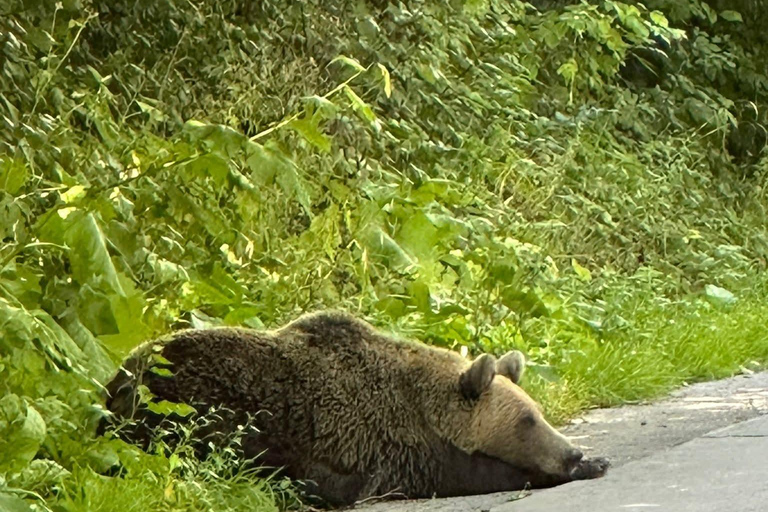 From Brasov: Sky Road & Sacred Valley Private Experience