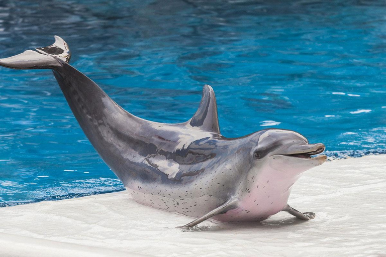 Alanya : spectacle de dauphins avec prise en charge et retour à l&#039;hôtelAlanya : spectacle de dauphins et baignade facultative avec les dauphins