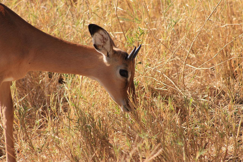 Safari de 3 dias pela vida selvagem de Mikumi e tour cultural saindo de Zanzibar
