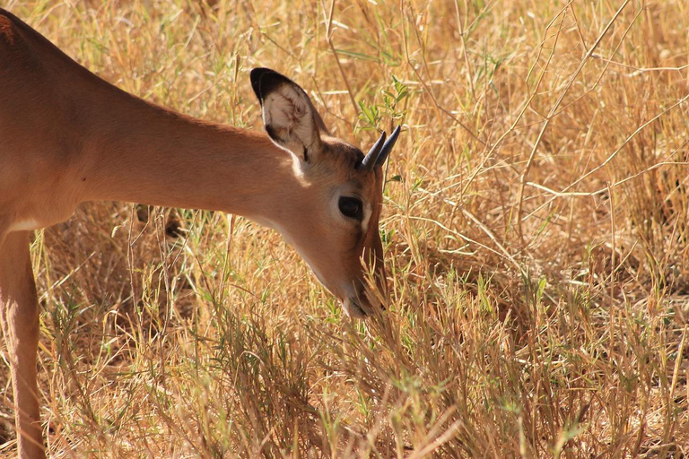 Safari de 3 dias pela vida selvagem de Mikumi e tour cultural saindo de Zanzibar