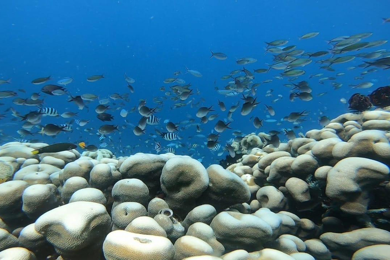 Lombok: pink beach snorkling trip with hotel pick up 2 Lombok: snorkling trip pink beach and explore pink beach