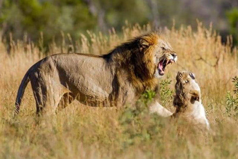 Löwen- und Safaripark: Pirschfahrt im offenen Fahrzeug