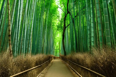 Private Kyoto Sightseeing Tour (Green Number Plates)