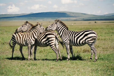 The Nairobi National Park