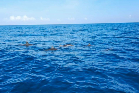 Rencontre avec des dauphins sauvages et plongée en apnée - Ile Maurice.