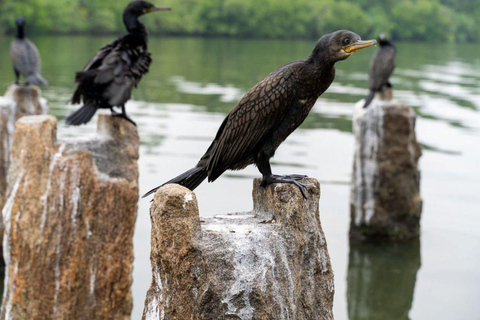 All-Inclusive Galle Dutch Fort, Koggala Lake & Kayak Tour From Tangalle: Galle Dutch Fort, Koggala Lake & Kayak