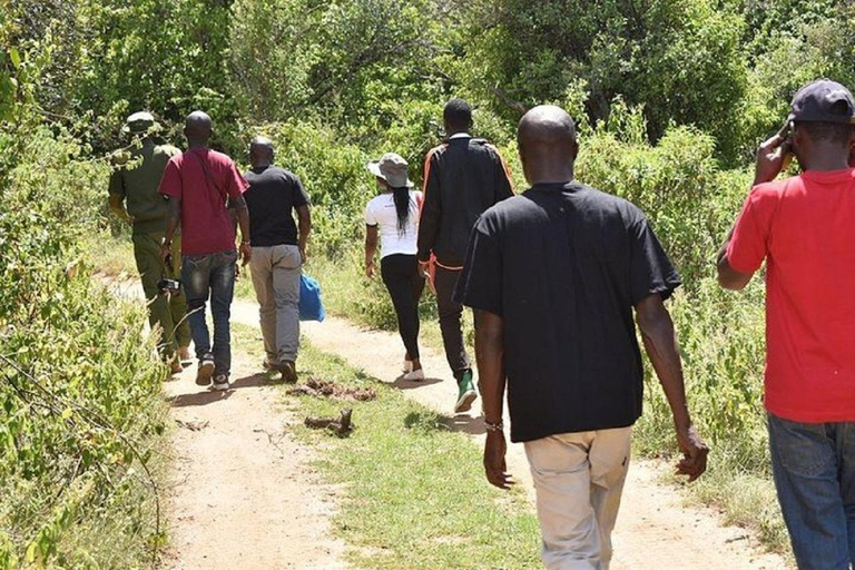 Nairobi: Caminhada pela Floresta Ngare Ndare e Canopy WalkNairobi: Caminhada pela Floresta Ngare Ndare e Passeio pela Copas das Árvores