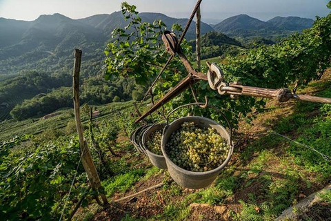 From Venice: Wine and Food tour in the Prosecco Hills