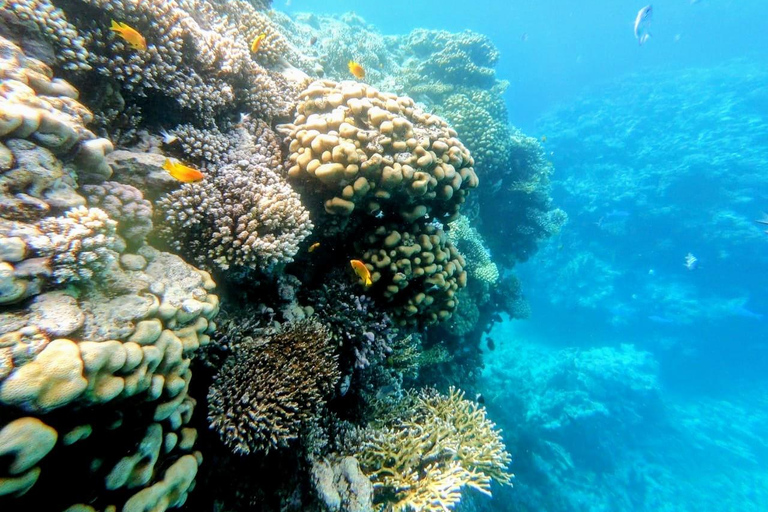 Ras Mohammed Yolanda, Sharks Observatory- Red Sea Treasures
