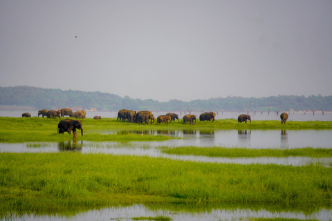 Morning Minneriya and Evening Kaudulla Full Day Safari