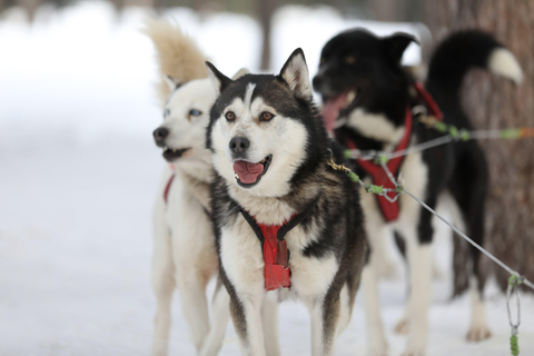 Mont-Tremblant: Guided Dogsledding Tour with Hot Chocolate Transport from Tremblant Resort