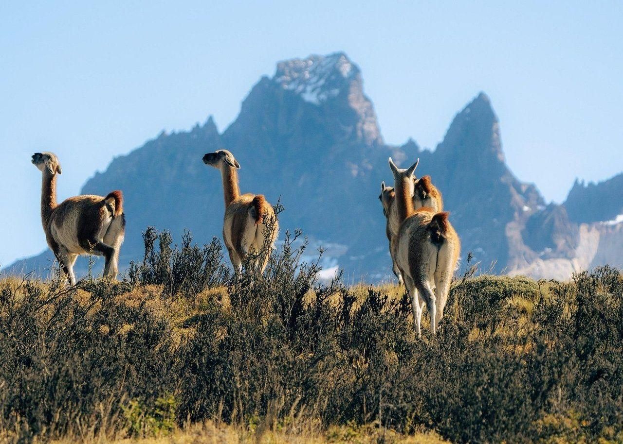 Puerto Natales: Tagestour zum Nationalpark Torres del Paine & zur Milodon-Höhle