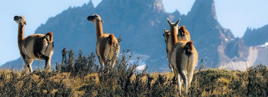 Puerto Natales : visite d'une journée à Torres del Paine et à la grotte de Milodon