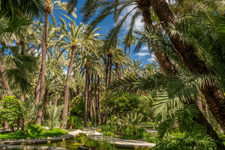 From Alicante: Elche Half-Day of Palms, History & Heritage
