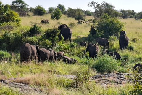 Da Nairobi: Safari economico di 6 giorni nel Masai Mara