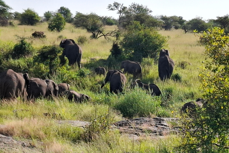 Da Nairobi: Safari economico di 6 giorni nel Masai Mara