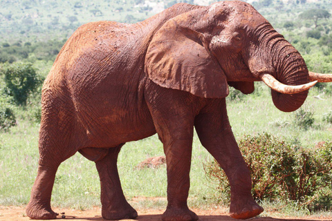 Mombasa: Jednodniowa wycieczka do Parku Narodowego Tsavo East