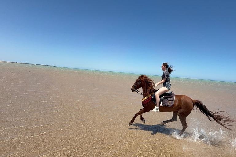 Hurghada: Horse Riding in the Desert & Beach Experience 1 HR Desert Horse Riding Experience without transfer