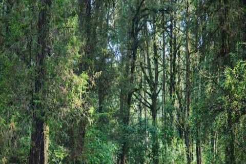 From Addis Ababa: Suba Menagesha Forest Hiking Day Trip