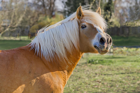Belfast: Guided Horseback Trek Across Scenic Countryside