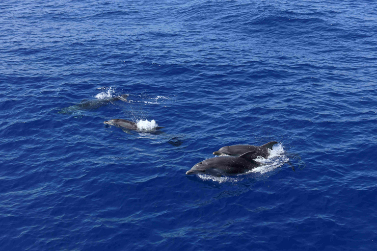 From Palma: 3-Hour Morning Dolphin Watching Boat Tour Meeting Point: Corner Hotel Negresco 9:40 Pickup