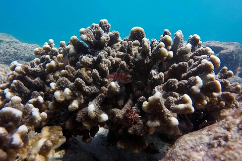 Tour di un&#039;intera giornata a Punta Cormorant e all&#039;isolotto di Enderby nell&#039;isola Floreana delle Galapagos