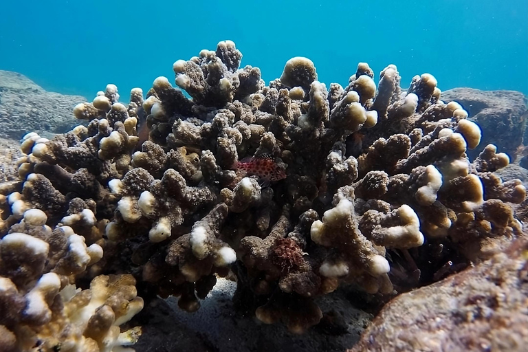 Całodniowa wycieczka do Cormorant Point i Enderby Islet na Floreanie