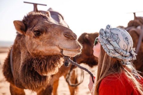 Sharm: Arabian Adventure Horse Ride & Camel Ride ze śniadaniemPrzejażdżka konna o zachodzie słońca i przejażdżka na wielbłądzie z kolacją