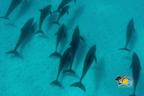 Wycieczka z delfinami Mnemba, las Jozani i restauracja The RockMiejsce zbiórki wyłącznie w Mnemba Transfer Point