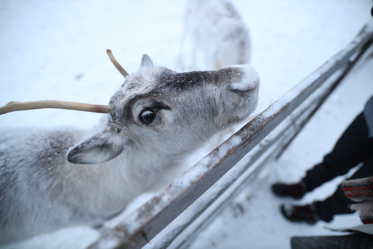 Rovaniemi : Visite d&#039;une ferme de rennes avec balade en traîneau et ramassage