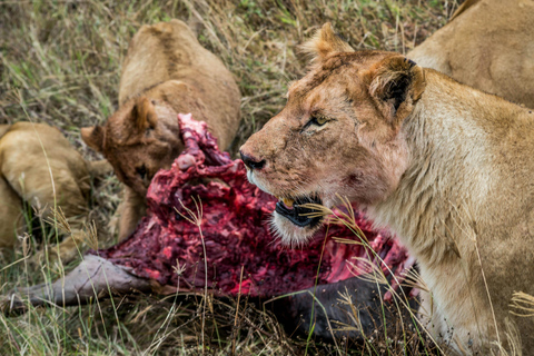 2 Días Tarangire y Cráter del Ngorongoro