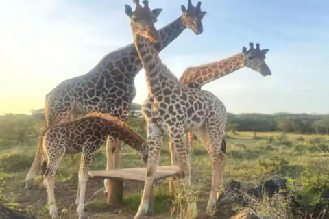 Mombasa: Nguuni Wildlife Walk & Mijikenda Village Experience