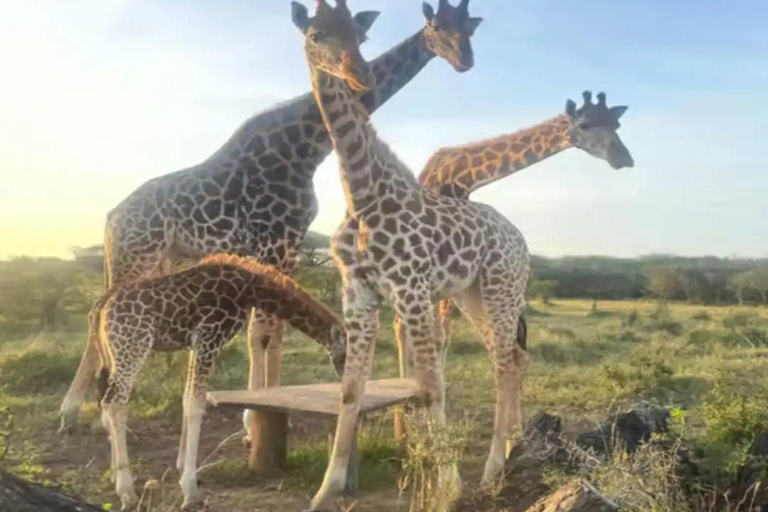 Mombasa: Nguuni Wildlife Walk & Mijikenda Village Experience