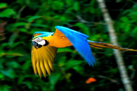 从库斯科出发：4天波尔图马尔多纳多之旅 - 桑多瓦尔湖&quot;从库斯科出发：4天波尔图马尔多纳多之旅——桑多瓦尔湖