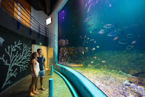 Cancún: Interaktiver Aquarium-Eingang + Delphin-Präsentation