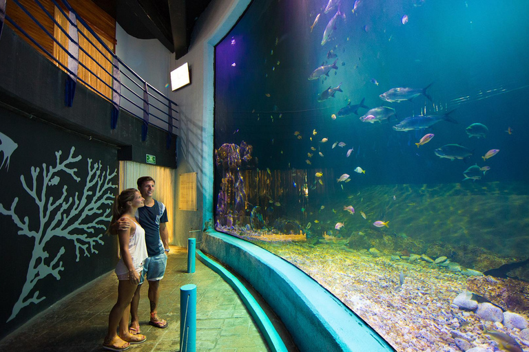 Cancún: Interaktiver Aquarium-Eingang + Delphin-Präsentation