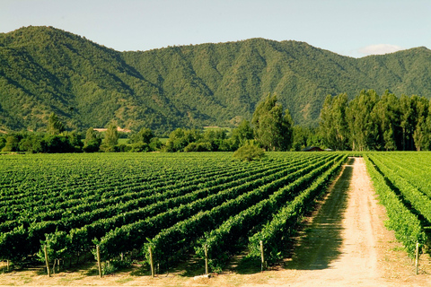 Valparaiso: Tour della cantina della Valle di Casablanca con 5 cantine