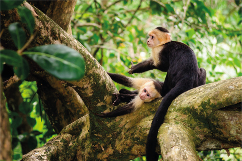 San José/vliegveld - Manuel Antonio Transfer