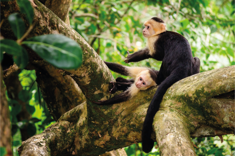 San Jose/Flygplats - Manuel Antonio Transfer