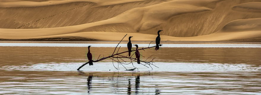 Excursion d'observation des singes dans le delta de Parnaíba