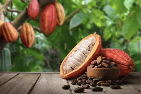 St Lucia Private Transfers: Vacation Mode Activated! CHIC Arrivals: Private Airport Transfers (ROUND TRIP)