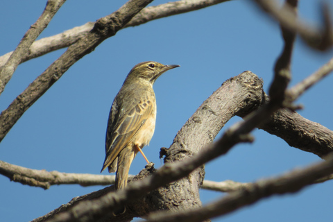 Addis Ababa: 8-Day Bale Mountains Birdwatching Tour