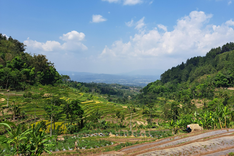 From Yogyakarta: Selogriyo Rice Terraces to Hidden Waterfall